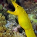 eel_ribbon_kbraerpr3_v_0186_sul7030.jpg